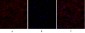 eIF2α Polyclonal Antibody